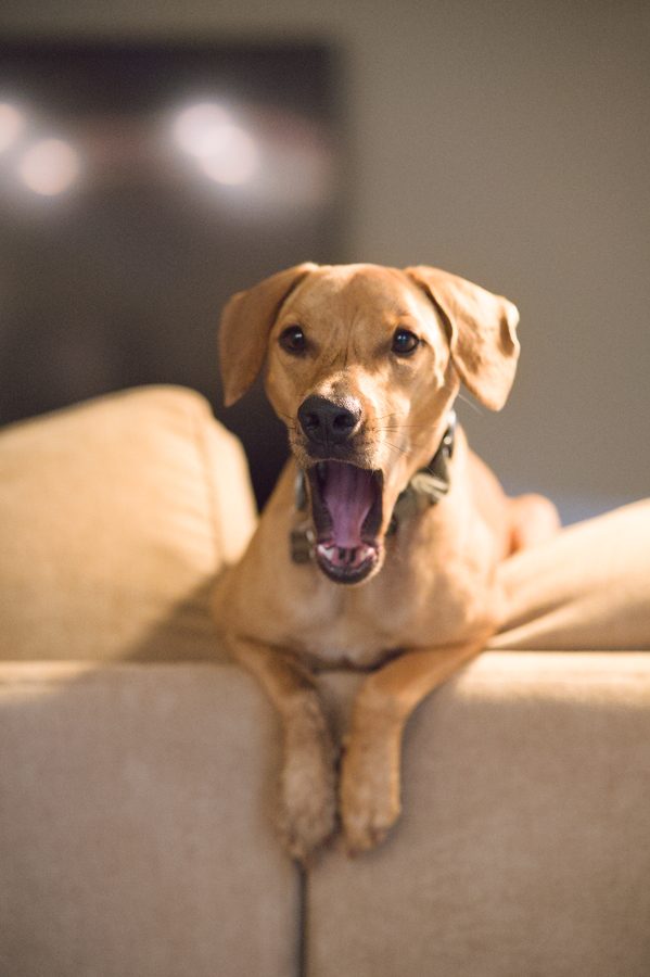 Gator, my rescue dog